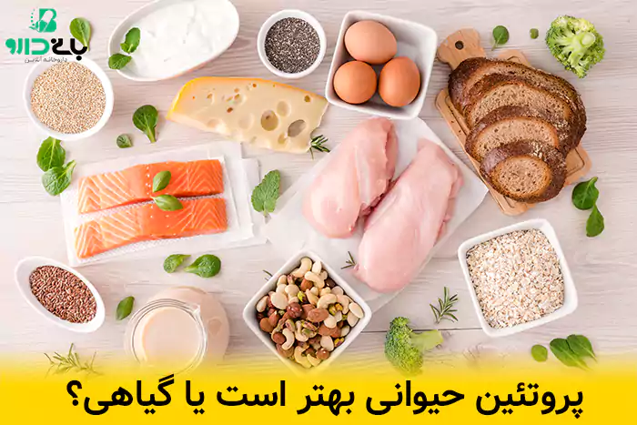 پروتئین حیوانی یا گیاهی برای عضله سازی