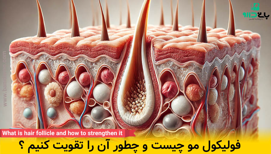 فولیکول مو چیست و چطور فولیکول را تقویت کنیم ؟